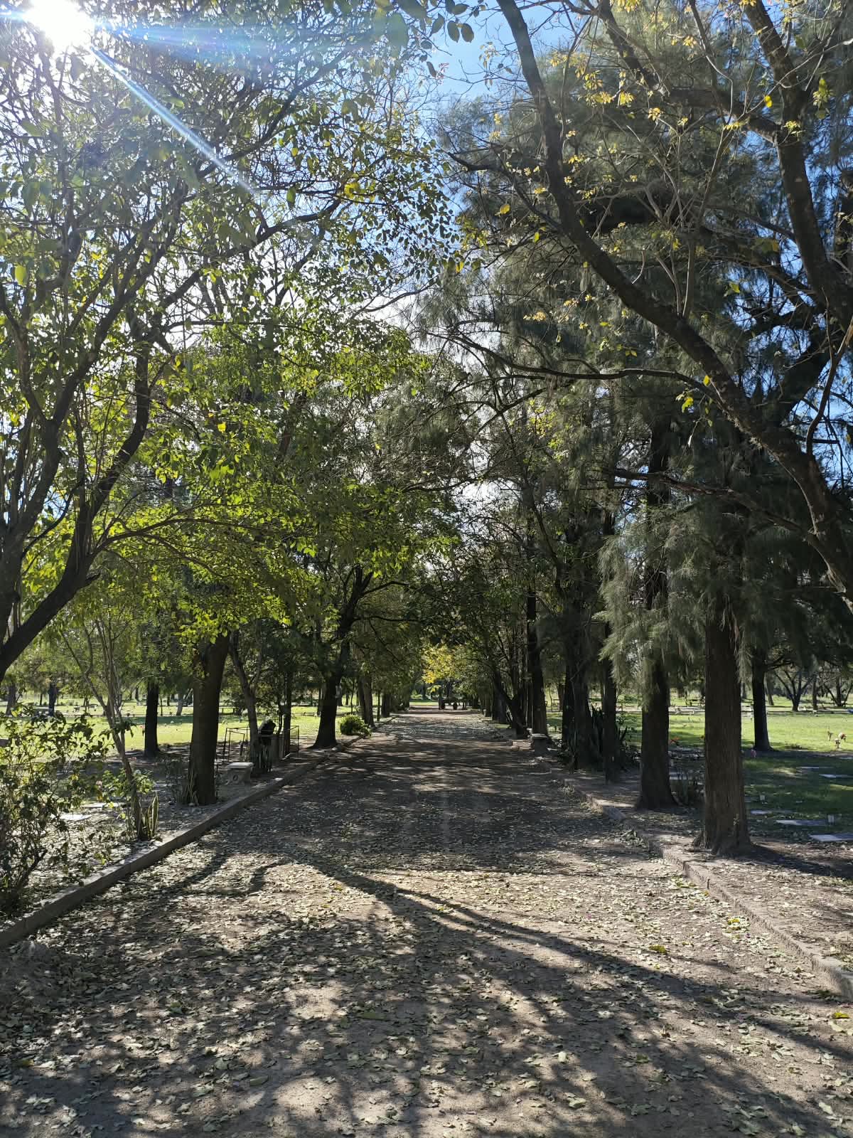 Arbolado interno del parque