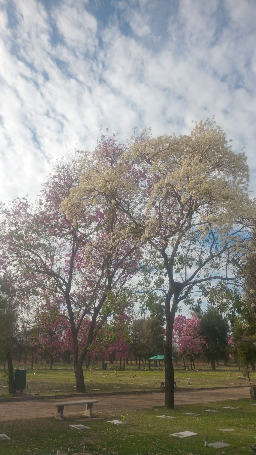 Vista general del parque con arbolado florecido